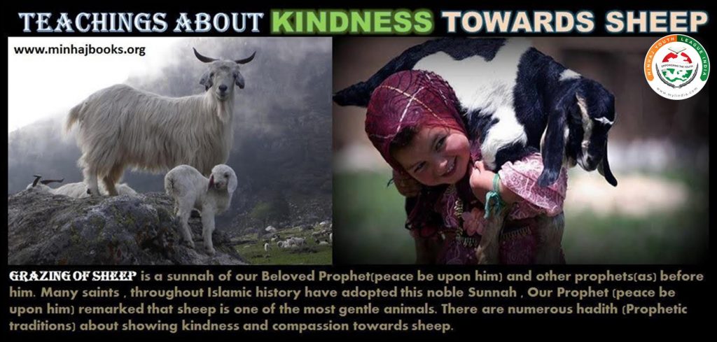 kind to sheep
